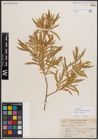 Foto von Salix exigua subsp. interior (Rowlee) Cronquist